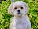 SKYR Zitronencreme von SOVAZ mit Zitronen aus Andalusien
